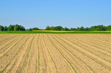 İlkbaharda kırsal alan. Arkasında yeşil ağaçlar ve kolza tohumu olan ekilmiş tarlalar.
