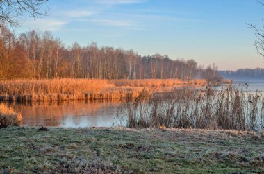Güzel bir sabah manzarası. Göl kenarındaki çalılar ve ağaçlar.