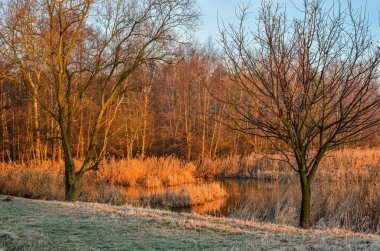 Güzel bir sabah manzarası. Göl kenarındaki çalılar ve ağaçlar.