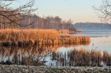 Güzel bir sabah manzarası. Göl kenarındaki çalılar ve ağaçlar.