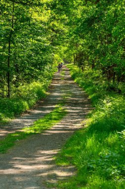 Tychy, Polonya - 6 Mayıs 2018: Tychy, Polonya 'da bir orman yolunda bisikletçiler.