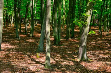Güzel orman manzarası. Ormanda ağaç gövdeleri.