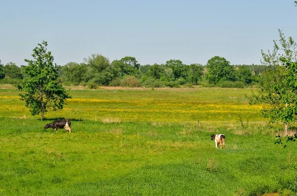 Prachtig Landelijk Landschap Koeien Grazen Een Groene Weide — Stockfoto