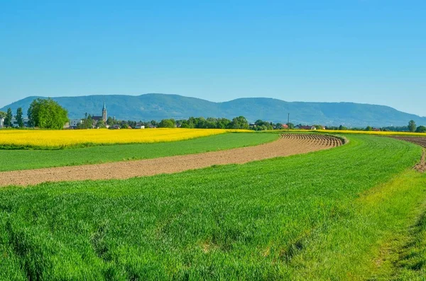 Hermoso Paisaje Primavera Colorido Prados Coloridos Campo —  Fotos de Stock