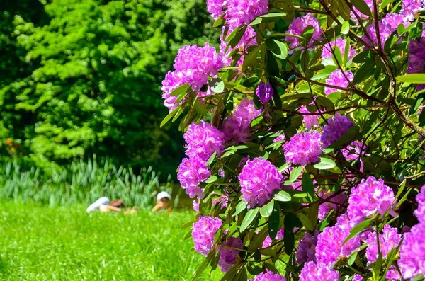 Hermosas Flores Jardín Urbano Rododendros Florecientes Parque —  Fotos de Stock