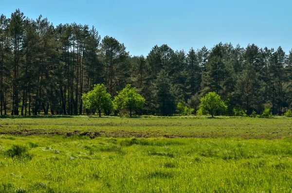 Lente Zonnig Landschap Groene Weide Een Prachtig Bos — Stockfoto