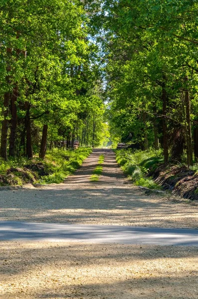 Beautiful spring landscape. Cross roads by a green clearing in the forest.