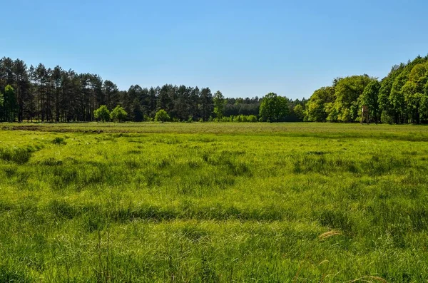 Lente Zonnig Landschap Groene Weide Een Prachtig Bos — Stockfoto