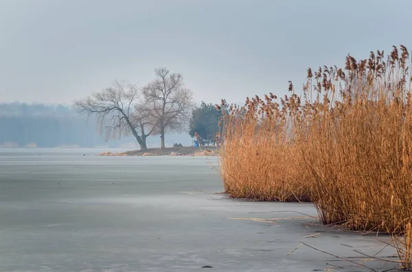 얼어붙은 호수에 나무가 — 스톡 사진
