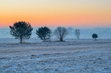 Kış sabahı manzarası. Kırsal bir çayırda ağaçlar sisli bir sabah manzarasında.