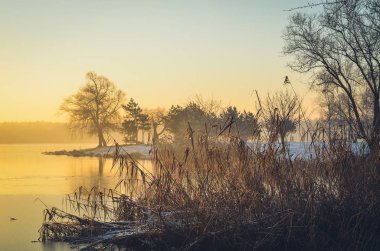 Kış sabahı manzarası. Güzel bir gölün kıyısındaki ağaçlar.