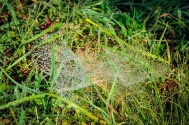Doğuştan güzel bir geçmişi var. Sabahları yeşil çimlerin üzerinde güneş tarafından aydınlatılan örümcek ağı.