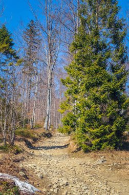 Spring forest mountain landscape. Path in the forest in the Polish mountains.