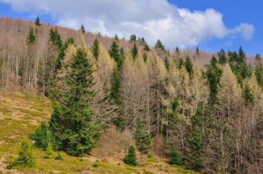 Güzel bahar dağ doğası. Güneşli bir günde tepelerde renkli ağaçlar.