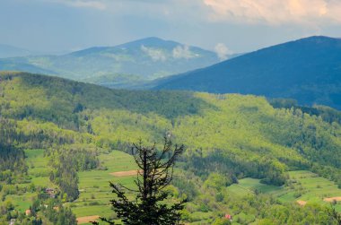 Beautiful spring green landscape. View of the beautifully lit green hill.