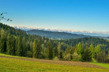 Güzel bir bahar dağı manzarası. Yeşil tepelerin üzerinde karlı dağlar.