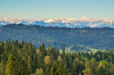 Güzel bir bahar dağı manzarası. Yeşil tepelerin üzerinde karlı dağlar.