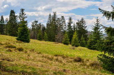 Güzel bir bahar dağı manzarası. Tepelerdeki yeşil çayırlar ve ormanlar.