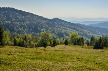 Güzel dağ ilkbahar manzarası. Polonya dağlarında yeşil ağaçlar..