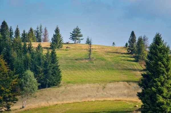Schöne Sommerlandschaft Märchenhafte Bergwiese Einem Sonnigen Tag — Stockfoto