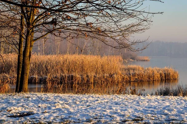 Beautiful Winter Landscape Trees Grass Lake Morning Scenery — 스톡 사진