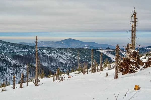 Hermoso Paisaje Invierno Cuento Hadas Árboles Nieve Blanca Sendero Montaña — Foto de Stock