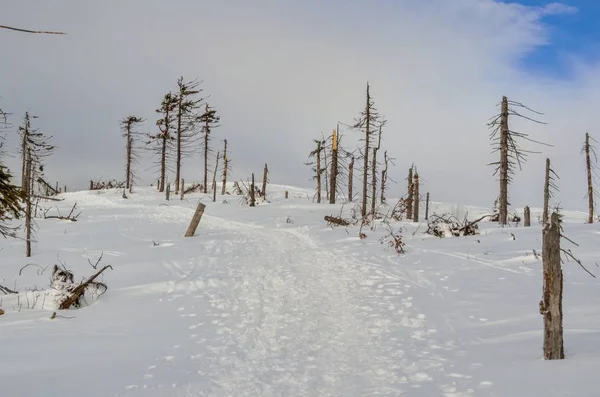 Hermoso Paisaje Invierno Cuento Hadas Árboles Nieve Blanca Sendero Montaña — Foto de Stock