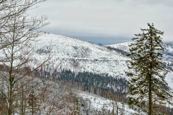 Прекрасный Зимний Пейзаж Красиво Заснеженные Склоны Польских Горах — стоковое фото