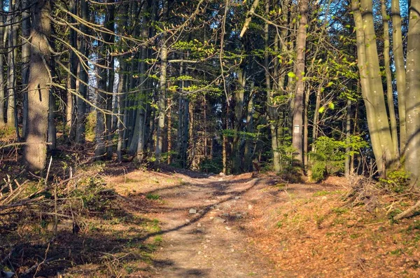 Beautiful Spring Forest Landscape Mountain Path Charming Green Forest — ストック写真