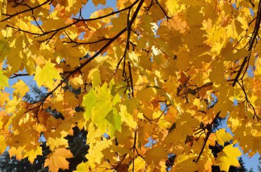 Güzel bir sonbahar arkaplanı. Yapraklar güneş tarafından altın gibi aydınlatılır..