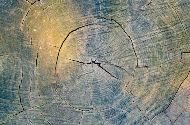 Doğal orman soyut geçmişi. Sabah güneşiyle aydınlatılan bir ağacın kabuğundan çıkan doku..