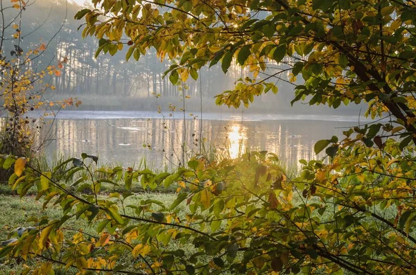 Beautiful Autumn Landscape Colorful Trees Pond Background City Park — ストック写真