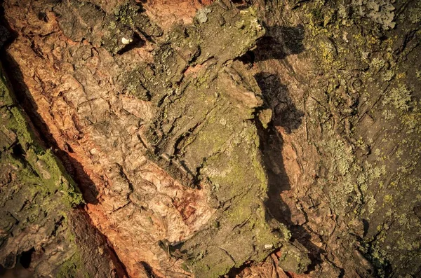 Natürlicher Waldhintergrund Textur Aus Der Rinde Eines Baumes Beleuchtet Von — Stockfoto