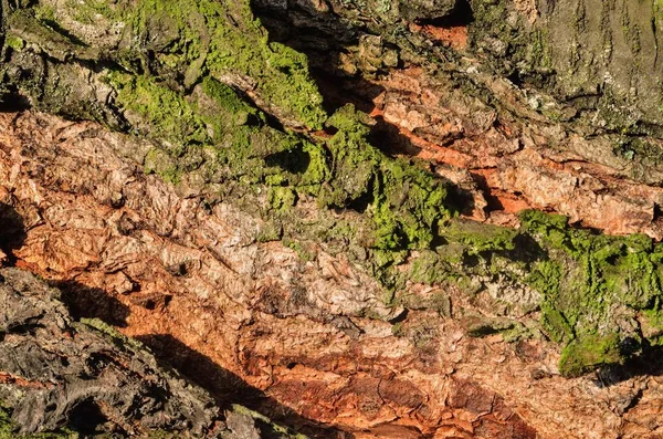 Fundo Natural Floresta Textura Casca Uma Árvore Iluminada Pelo Sol — Fotografia de Stock