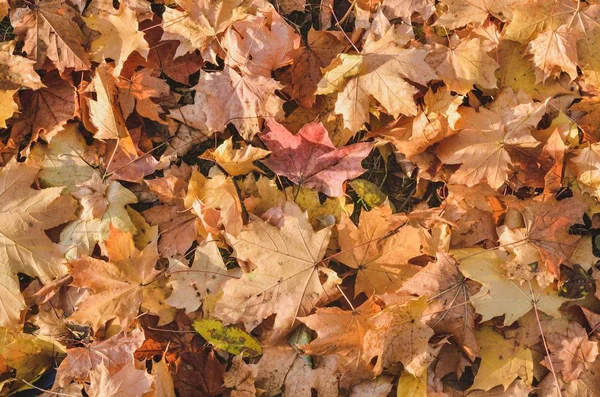 Natürlicher Herbsthintergrund Textur Der Bunten Herbstblätter — Stockfoto