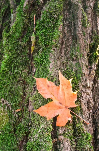 Natürlicher Herbsthintergrund Einsames Braunes Blatt Auf Einem Baumstamm — Stockfoto