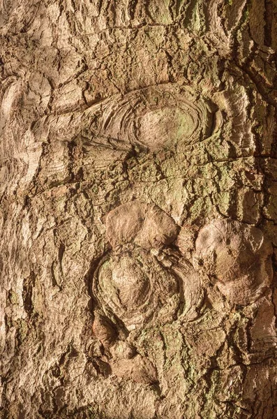 Природний Лісовий Фон Текстура Кори Дерева Освітленої Ранковим Сонцем — стокове фото
