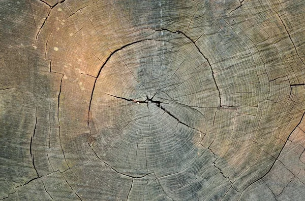 Naturalne Leśne Abstrakcyjne Tło Tekstura Kory Drzewa Oświetlonego Porannym Słońcem — Zdjęcie stockowe