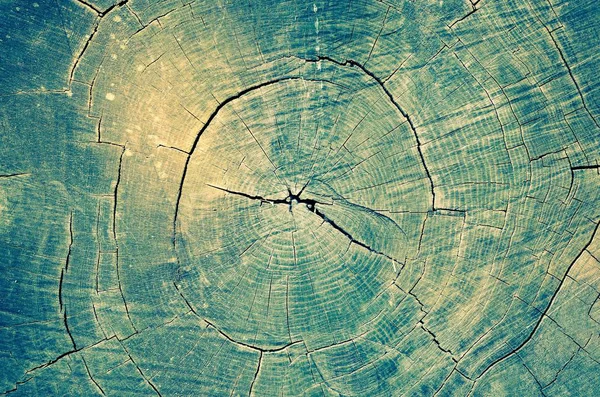 Přírodní Les Abstraktní Pozadí Textura Kůry Stromu Ozářeného Ranním Sluncem — Stock fotografie