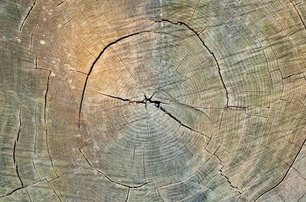 Přírodní Les Abstraktní Pozadí Textura Kůry Stromu Ozářeného Ranním Sluncem — Stock fotografie