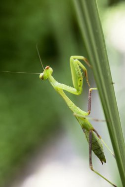 Büyük peygamber devesi çimlerin üzerinde oturur..