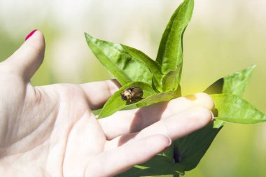 Bir bitkiyle el. Bir böcek yaprağın üzerinde oturur. Doğanın ve çevrenin korunması.