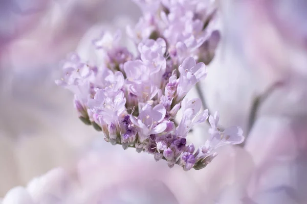 背景がぼやけている上に小さな紫色の花をクローズアップ — ストック写真