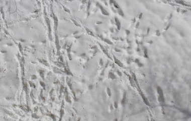 İzler, gölge, ışık, kış, ağaç. Arkaplan, duvar kağıdı