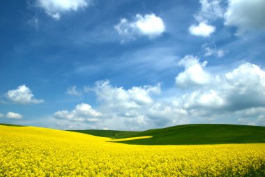 Lanet kanola sahası. Yazın sahada tecavüz. Parlak sarı kolza yağı. Çiçekli tecavüz tohumu. Mavi gökyüzü ve bulutlarla