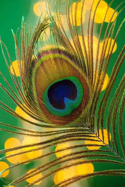 Pluma de pavo real colorida con fondo bokeh — Foto de Stock
