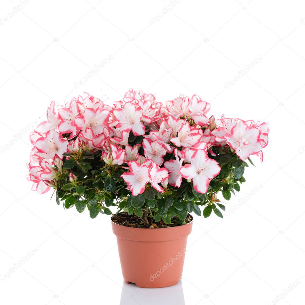 blooming plant of azalea in flower pot isolated on white backgro