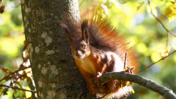 Fechar Esquilo Vermelho Selvagem Empoleirado Galho Árvore Olhando Para Câmera — Vídeo de Stock