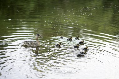 Kuşlara yakın çekim anne ördekler ve yavruları, Drake 'ler bir yaz günü ormanda parka dalarlar.