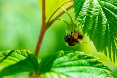  Olgunlaşan böğürtlenlerle dolu yeşil bir ahududu çalısı ve güneşli bir yaz gününde uçan ve tozlaşan bir yaban arısı.